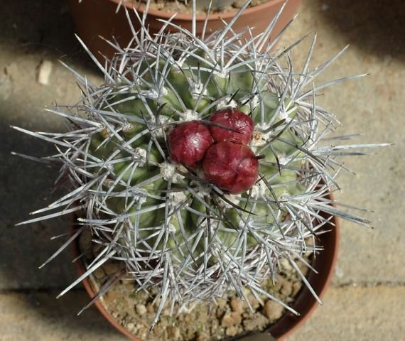 caralluma_alticostata